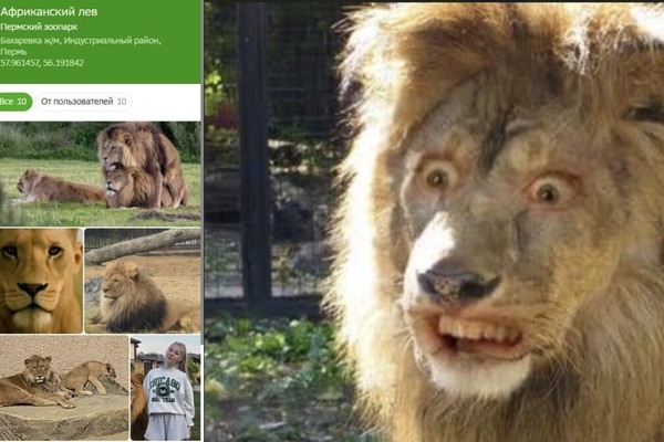 В Минкульте прокомментировали мемные снимки животных зоопарка Перми