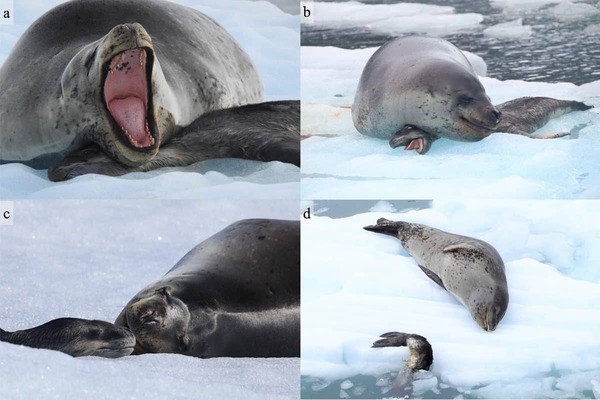 Самка морского леопарда 20 дней охраняла погибшего детёныша