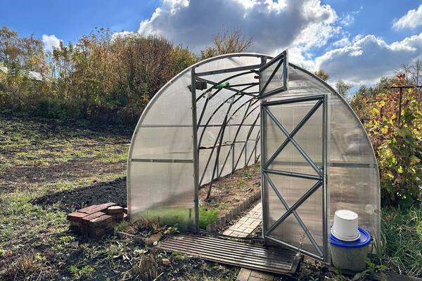 Что сажать в нестабильные времена: главные культуры для урожая, здоровья и уверенности в будущем