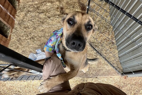 В Перми пройдут торги на использование имущества приюта для собак