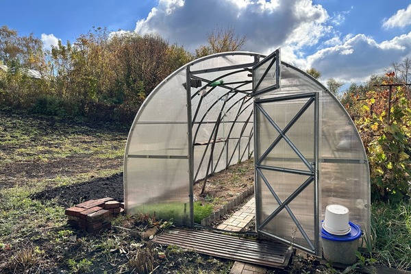 Холод в теплице не приговор для томатов: простой способ сохранить рассаду без дополнительного тепла