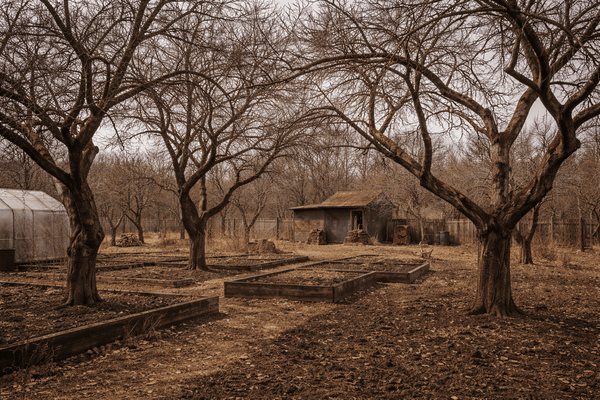 Не откладывайте до весны: чем залечить раны на плодовых деревьях простыми подручными средствами
