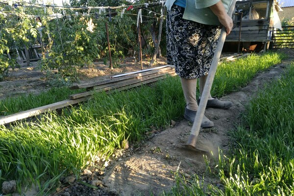 Советские дачники не выбрасывали древесную золу: где она действительно приносила пользу