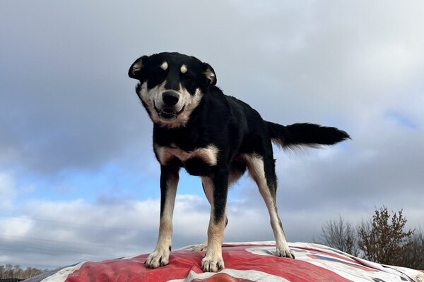 Учёные создали систему для распознавания болезней у собак