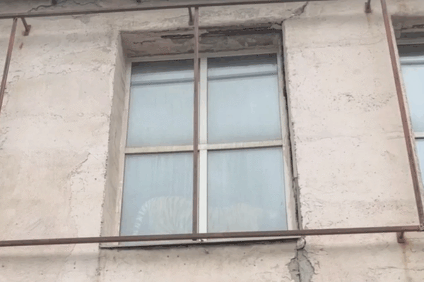 В Перми в магазине мебели заметили живого тигра