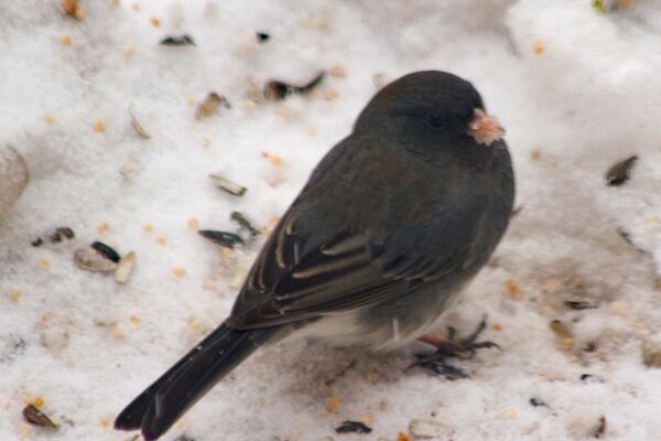 Локдаун привёл к восстановлению природного клюва у городских птиц