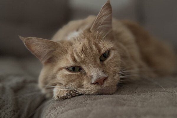 Какие люди становятся магнитом для кошек: а какие вызывают у них мгновенную неприязнь