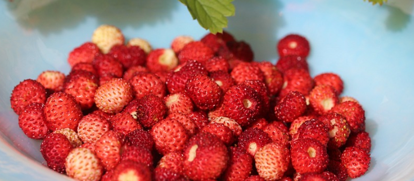 Пермский диетолог Лариса Ростова назвала самые полезные летние ягоды