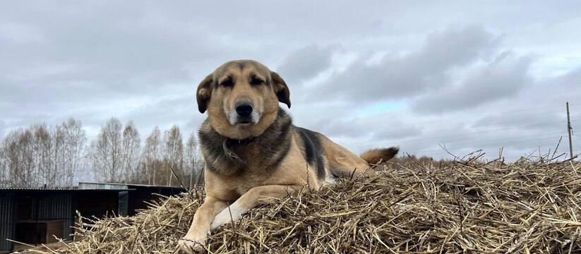 Власти Перми утвердили проведение аукциона, на ...