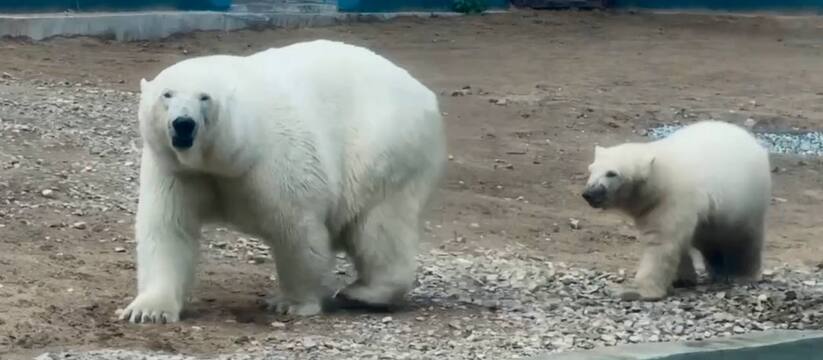 Семья белых медведей в Пермском зоопарке обзаве...