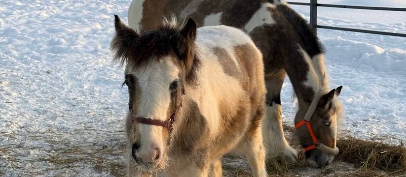 В Пермском зоопарке появились новые виды животн...