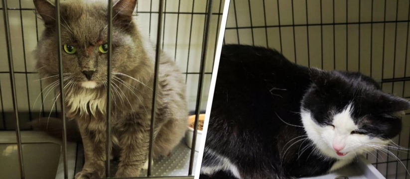 В Перми пытаются найти семью двум котам, оказавшимся без хозяйки из-за горя В пермском приюте «Муркот» появились два кота, ...