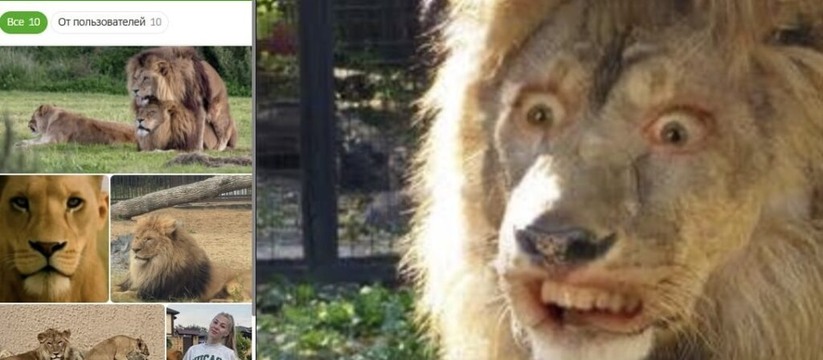 В приложении при выборе отдельных животных поль...