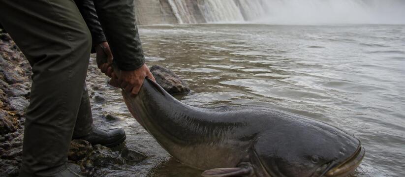 Рыбак вытащил гигантского сома после сброса воды на плотине Рыбак из Мичигана Эндрю Карстен поймал гигантск...