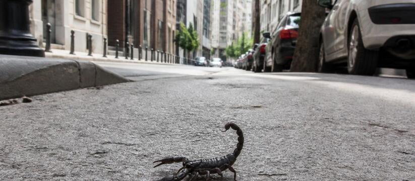 В стамбульском районе Шишли местные жители стол...