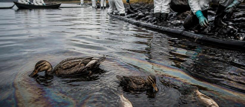 Волонтеры просят помощи в спасении уток и рыб из Мулянки после разлива нефти Волонтеры просят пермяков помочь спасти уток и ...