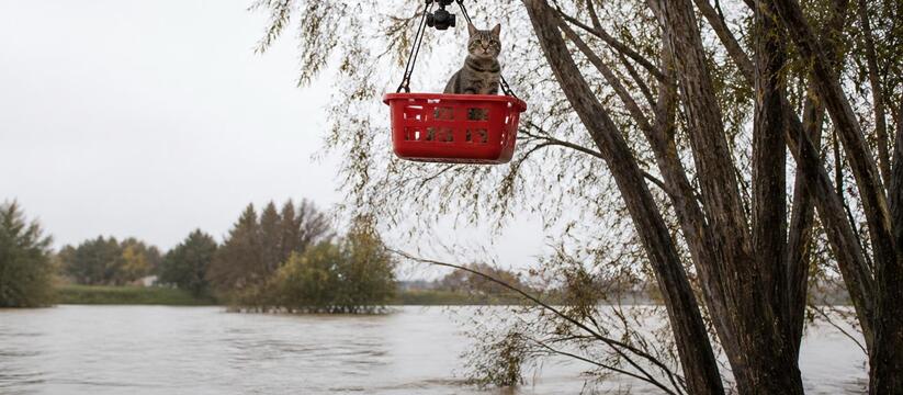 Сидел на дереве два дня: истощенного кота спасли дроном во время наводнения В китайской провинции Цзилинь спасатели с помощ...