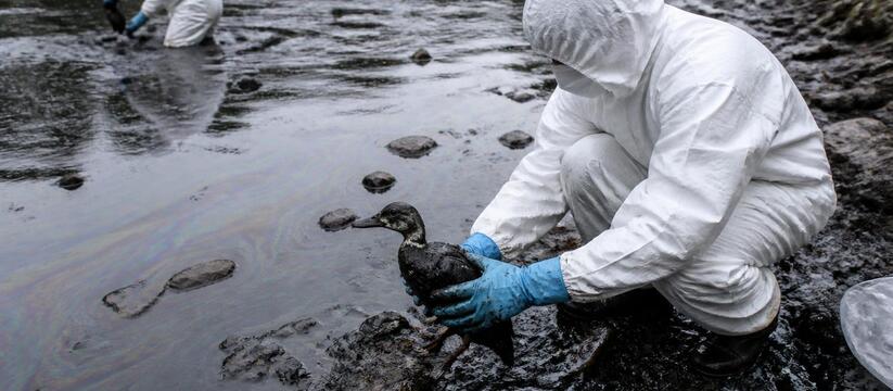 В Перми волонтёры спасают птиц после разлива нефти в Мулянку В Перми волонтёры спасают птиц после разлива не...