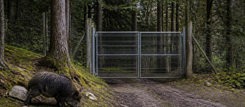 Финляндия закрыла проход для зверей в заграждении на границе с Россией Финляндия закрыла проход для диких животных в з...