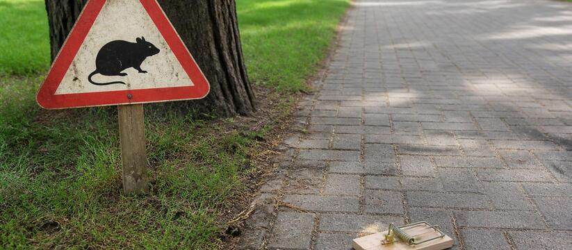 В Перми с 15 сентября по 15 октября пройдет спл...
