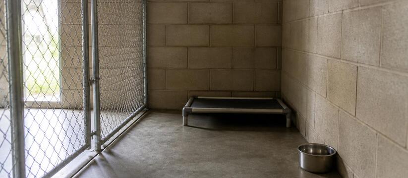 Искусавшие пермяка питбули дожидаются хозяина в приюте Питбули, искусавшие хозяина в Перми, находятся ...
