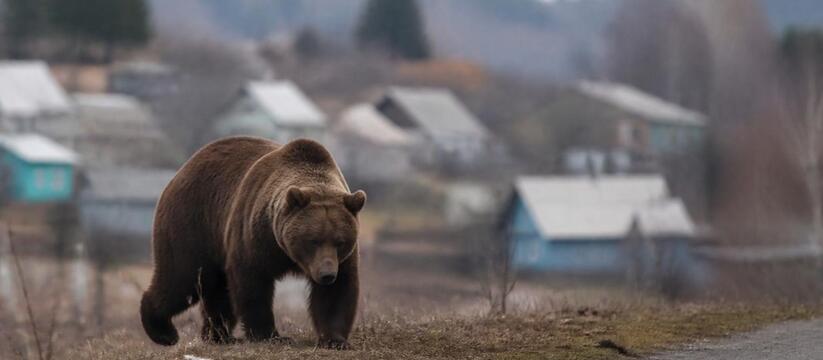 В Пермском крае медведи выходят к людям, в одном из округов готовят отстрел В Пермском крае медведи выходят к людям в неско...