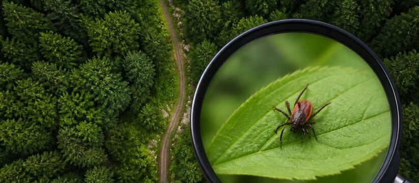Новость о количестве пострадавших от укусов кле...