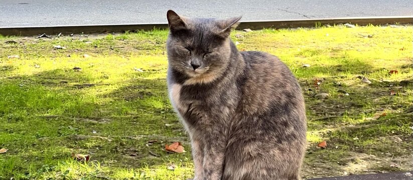 Известные авторы приедут в Пермь поддержать приют для кошек В Центре городской культуры 10 января в 14:00 с...