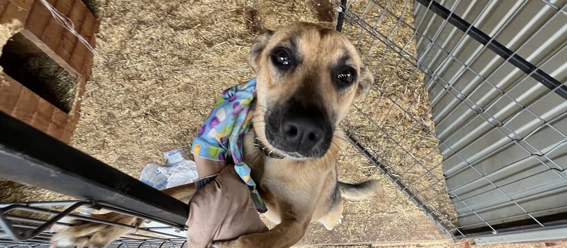 Прокуратура возбудила административные дела против приюта «Антидогхантер» Прокуратура провела проверку по факту возможног...