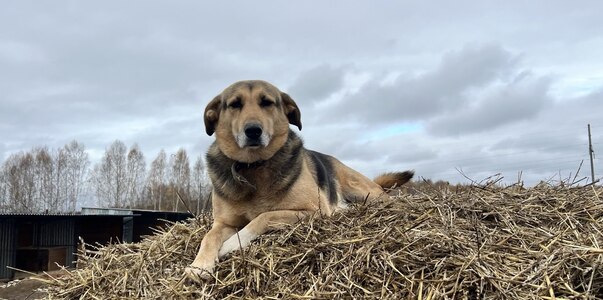 Власти Перми объяснили решение о торгах по прию...