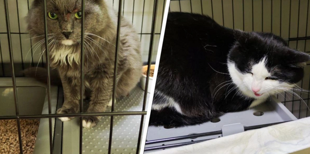 В Перми пытаются найти семью двум котам, оказав...