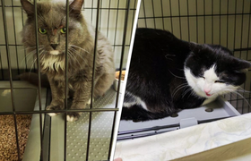 В Перми пытаются найти семью двум котам, оказав...