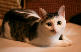 В Перми ищут семью для кошки, которую три раза ...