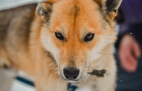 В Прикамье собаки до полусмерти разодрали пенси...