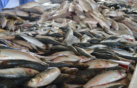 Пермский бизнесмен выпустил 22 кг рыбного ассорти из неизвестного сырья