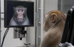 У макак впервые заметили эффект «зловещей долины»