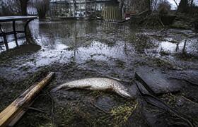 Волонтёры нашли мёртвую щуку на грядках в затоп...