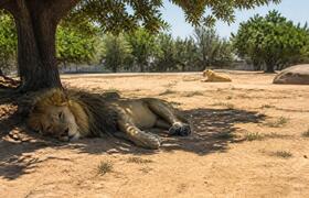 Аномальная жара в Японии унесла жизни трёх льво...