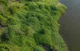 Пермские экологи бьют тревогу из-за новых расте...