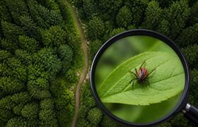 В Прикамье за неделю от клещей пострадали 115 ч...