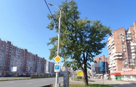 В центре Перми столетний дуб получил статус осо...
