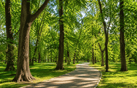 Деревья на улицах Перми лечат с помощью «уколов»