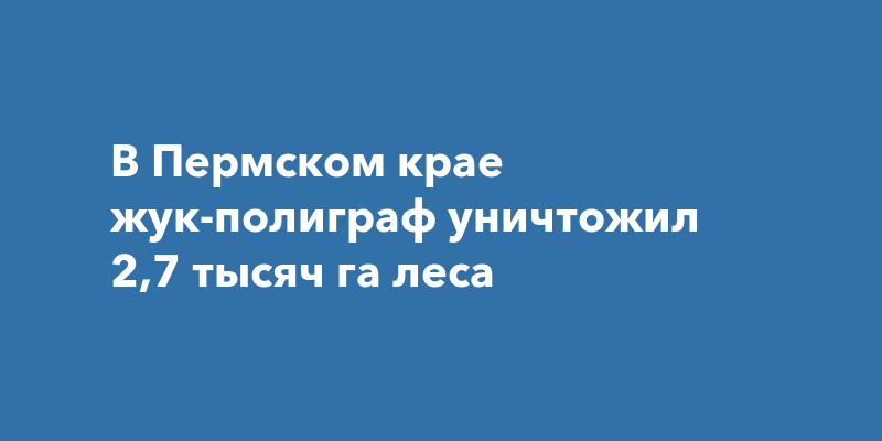 Жук полиграф в пермском крае. Жук полиграф в пермском крае